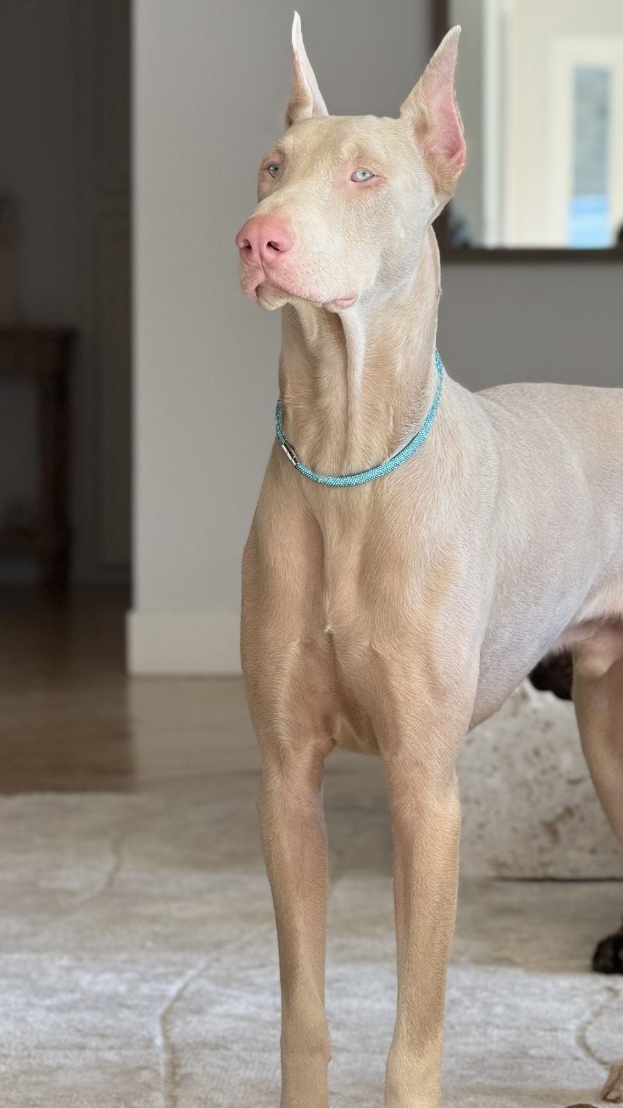Carly standing, wearing a teal collar