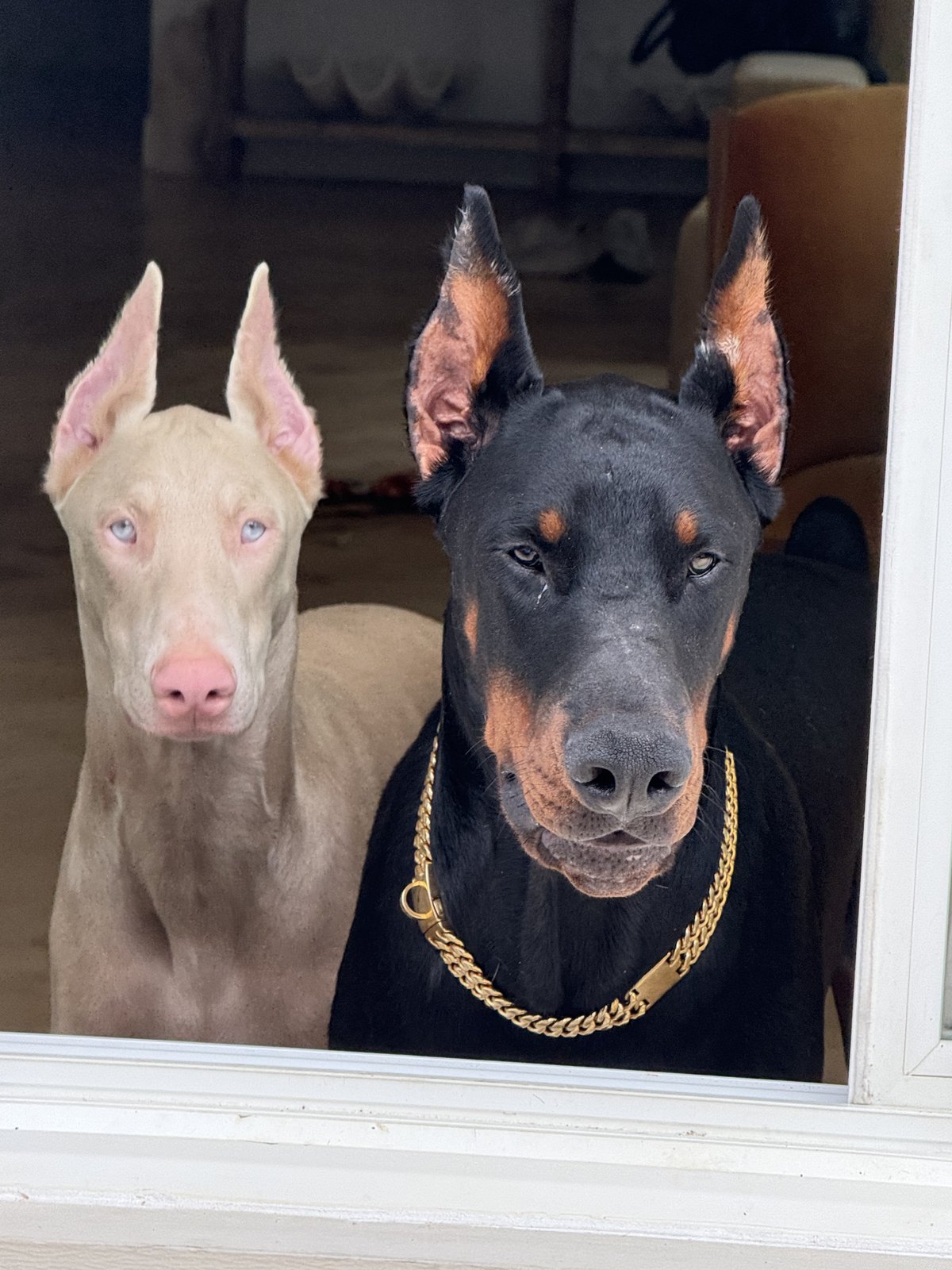 Carly and Haji, cream and black European Dobermans, side by side at a window