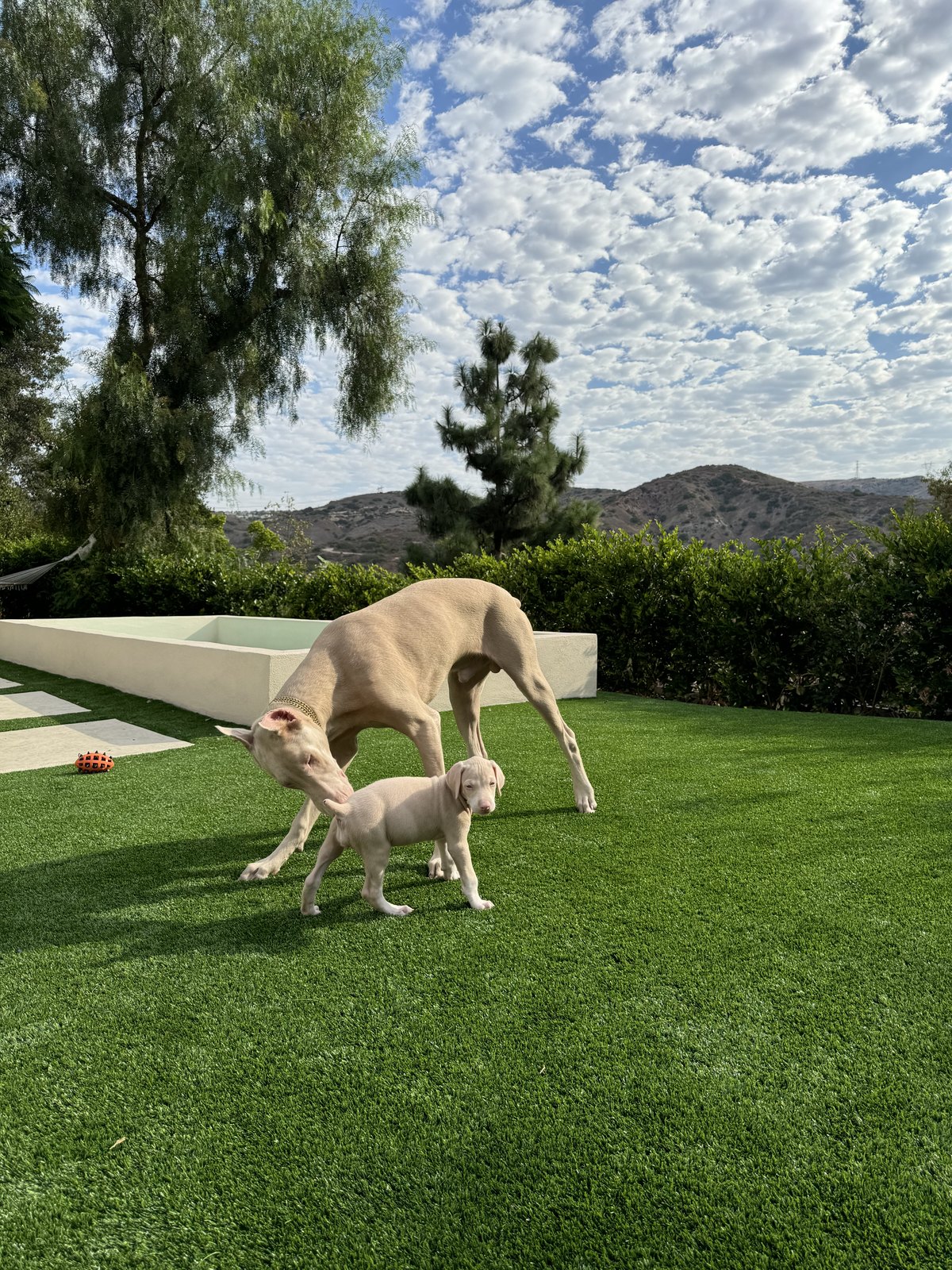 Carly on a lawn with a cream puppy