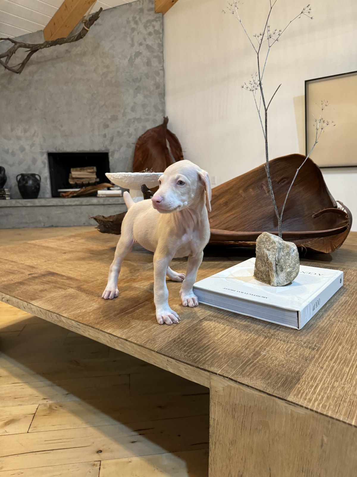 Cream Doberman puppy resting on a wooden table