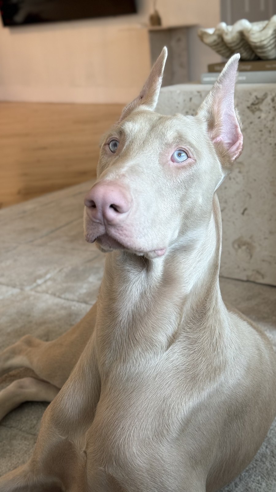 Carly, a cream European Doberman with ice-blue eyes, in close portrait